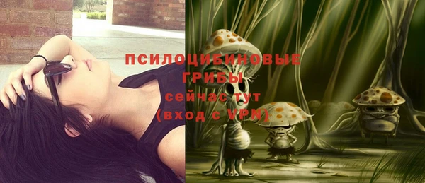 шишки Арсеньев