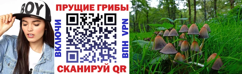 Псилоцибиновые грибы Cubensis  цена наркотик  Новомосковск 
