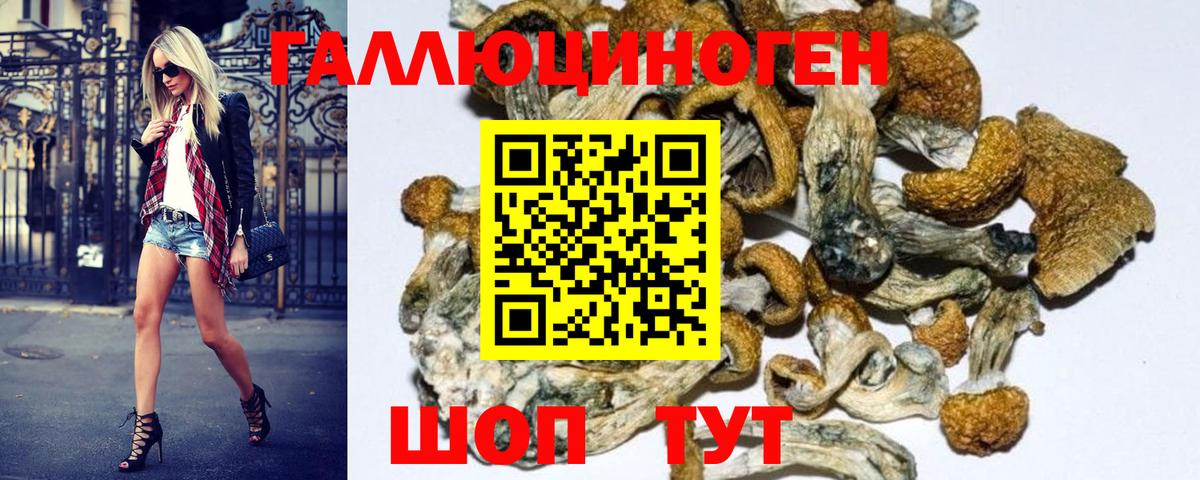 Псилоцибиновые грибы Psilocybine cubensis Новомосковск